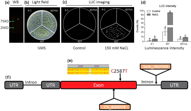 Target protein detection and Luciferase activity characterization in 407