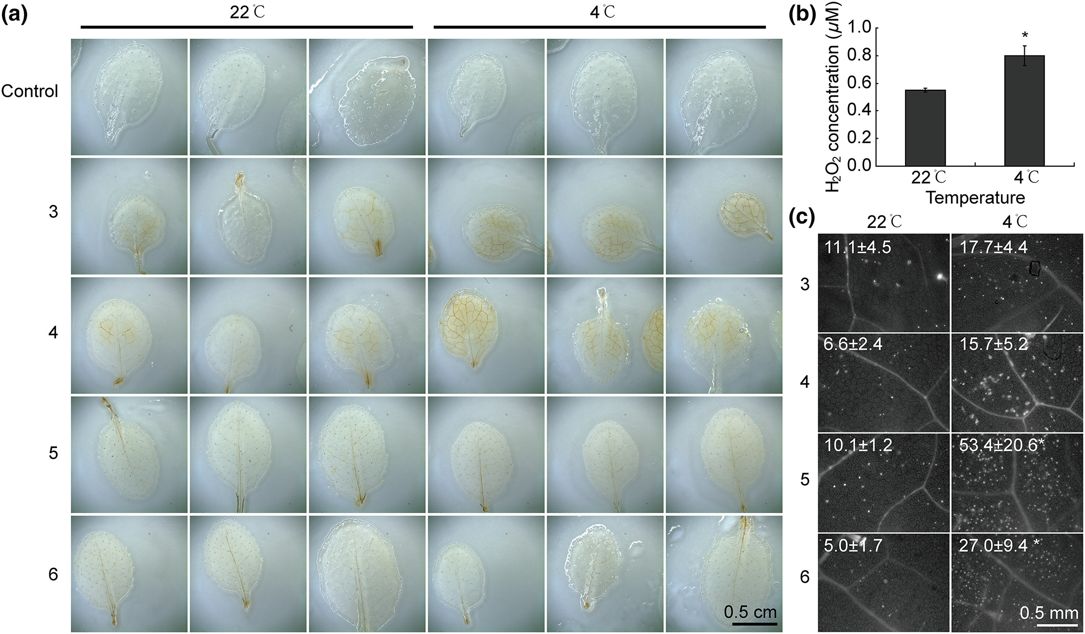H2O2 and callose detection in cold-stressed Arabidopsis (Col-0). (a) DAB staining of H2O2. Control, DAB is omitted from the staining buffer (fifth leaf data were showed). Numbers 3–6 showed the staining of third to sixth true leaves. The staining was performed three times with similar results. (b) H2O2 content assay. H2O2 was extracted from mixed shoots. Values are the average ± SD from three biological repeats. *Significant (Student's t, P < .05, n = 3). (c) Callose detection and quantification. The third to sixth true leaves were stained and photographed. Values on the panels are the average ± SD from two biological replicates (unit: dots mm−2). 22°C, control; 4°C, 10-hr cold stress + 2-hr recovery at 22°C. *Significant (Student's t, P < .05, n = 6)