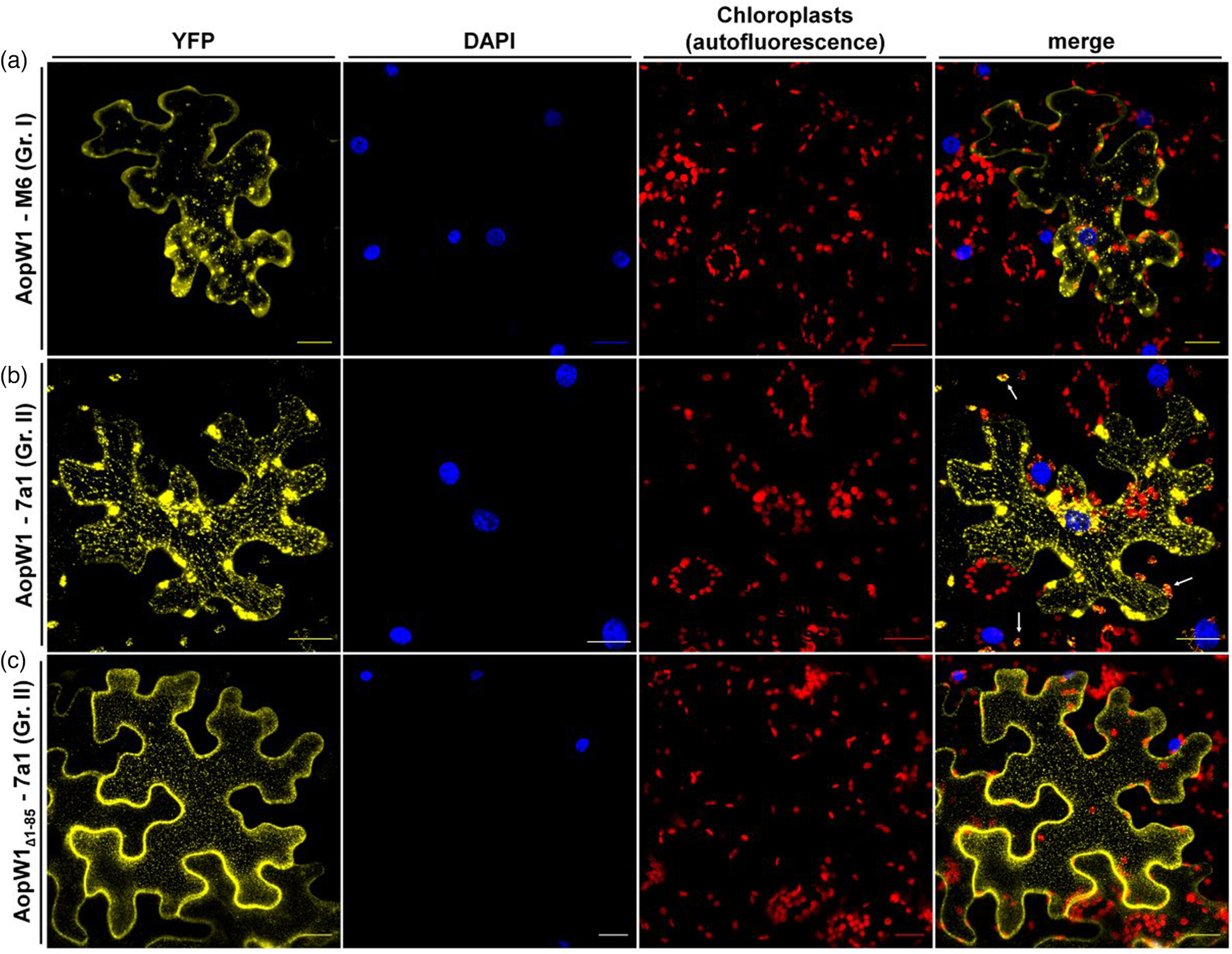 Subcellular localization of AopW1 in Nicotiana benthamiana leaf cells. Confocal images of N. benthamiana leaves 24 h after agroinfiltration. YFP-fused AopW1 from strains M6 (group I) and 7a1 (group II) are shown in yellow. DAPI-stained nuclei are shown in blue. Chloroplasts are shown in red. (a) Group I AopW1. (b) Group II AopW1. (c) A short variant of group II AopW1 lacking the predicted chloroplast transit peptide (cTP) in its N-terminus (AopW1Δ1–85). Removal of this region abolishes localization of AopW1 into chloroplasts. White arrows indicate the colocalization of AopW1 with chloroplasts. Scale bars, 20 μm.